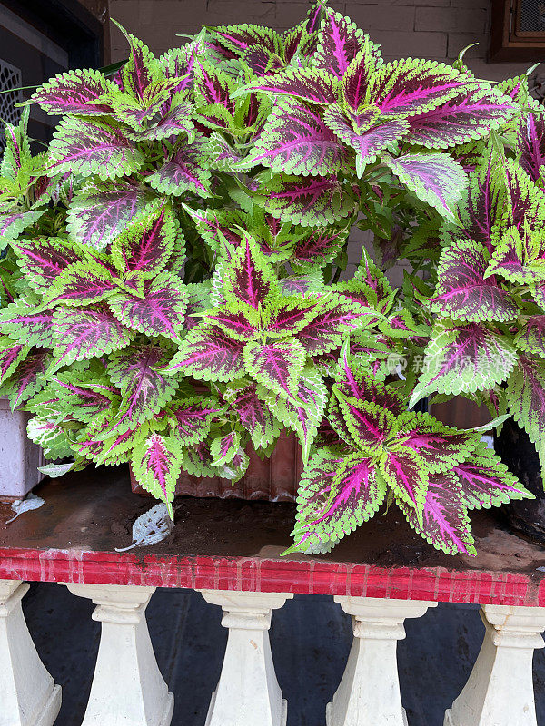 在庭院扶手上的陶土花盆中生长的彩堇(Coleus scutellarioides)的芽和粉红色和绿色叶子的陶土槽花盆特写图像，重点放在前景上